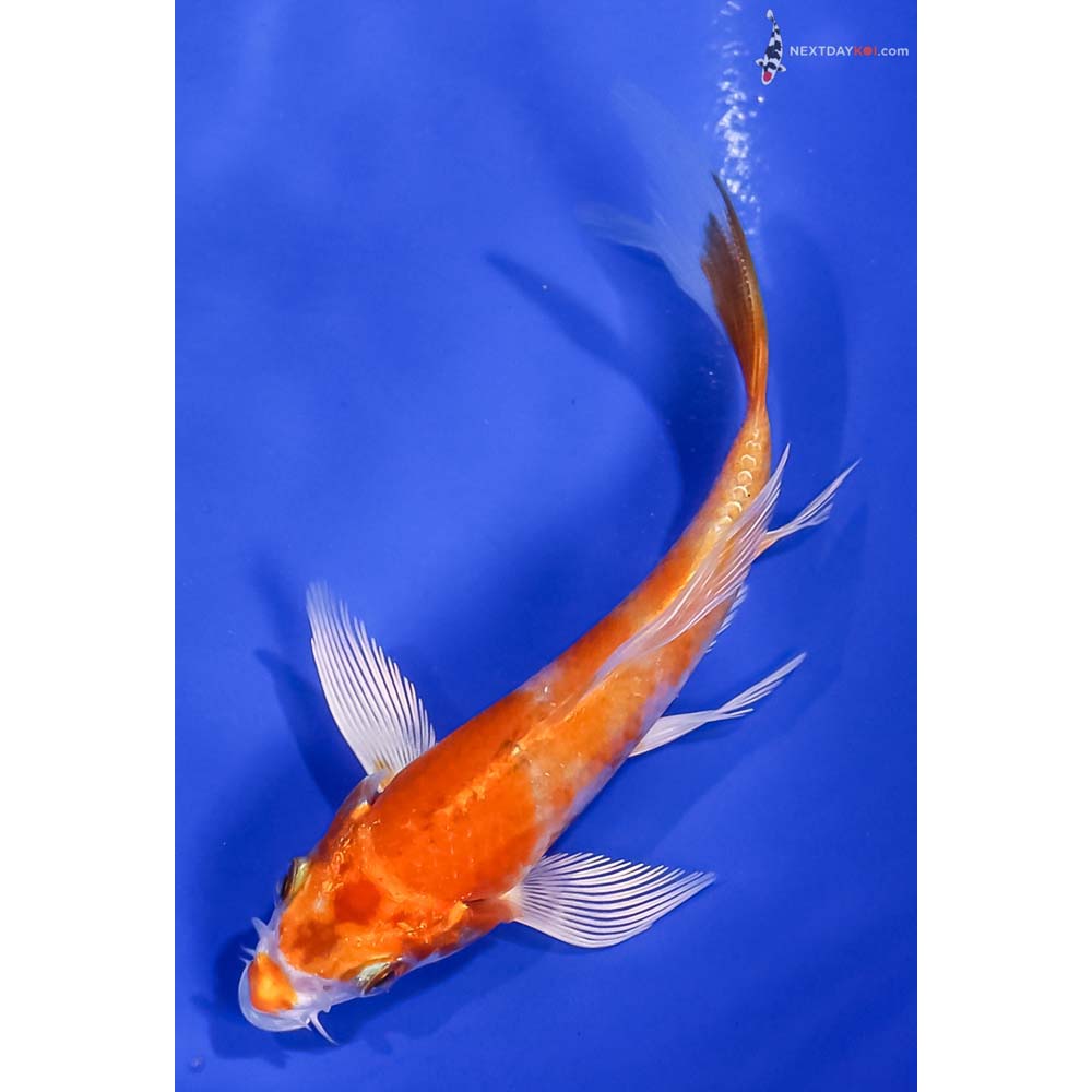 4.5” Imported Hariwake Butterfly Koi