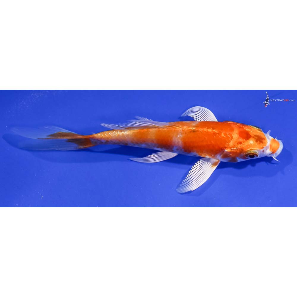4.5” Imported Hariwake Butterfly Koi