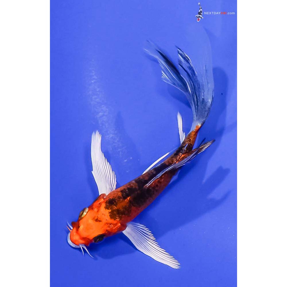4.5” Imported Yamato Nishiki Butterfly Koi