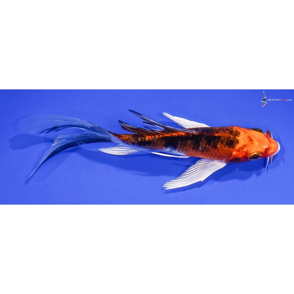 4.5” Imported Yamato Nishiki Butterfly Koi