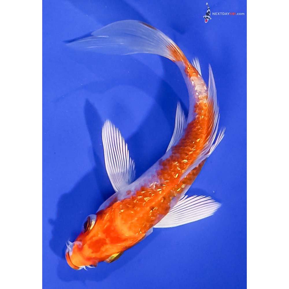 4.5” Imported Gin Rin Hariwake Butterfly Koi