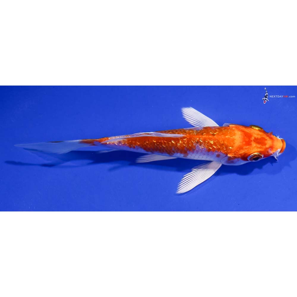 4.5” Imported Gin Rin Hariwake Butterfly Koi