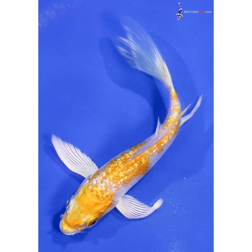 4.5” Imported Gin Rin Lemon Hariwake Butterfly Koi