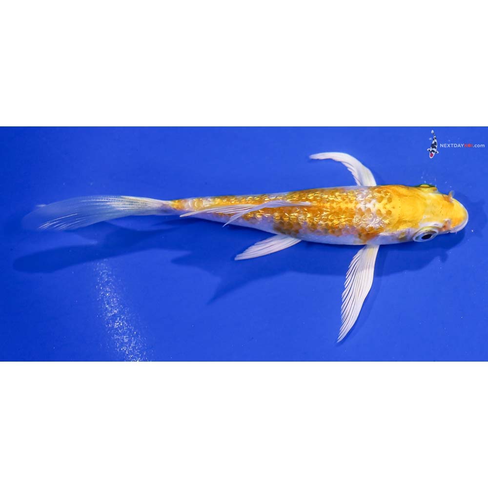 4.5” Imported Gin Rin Lemon Hariwake Butterfly Koi