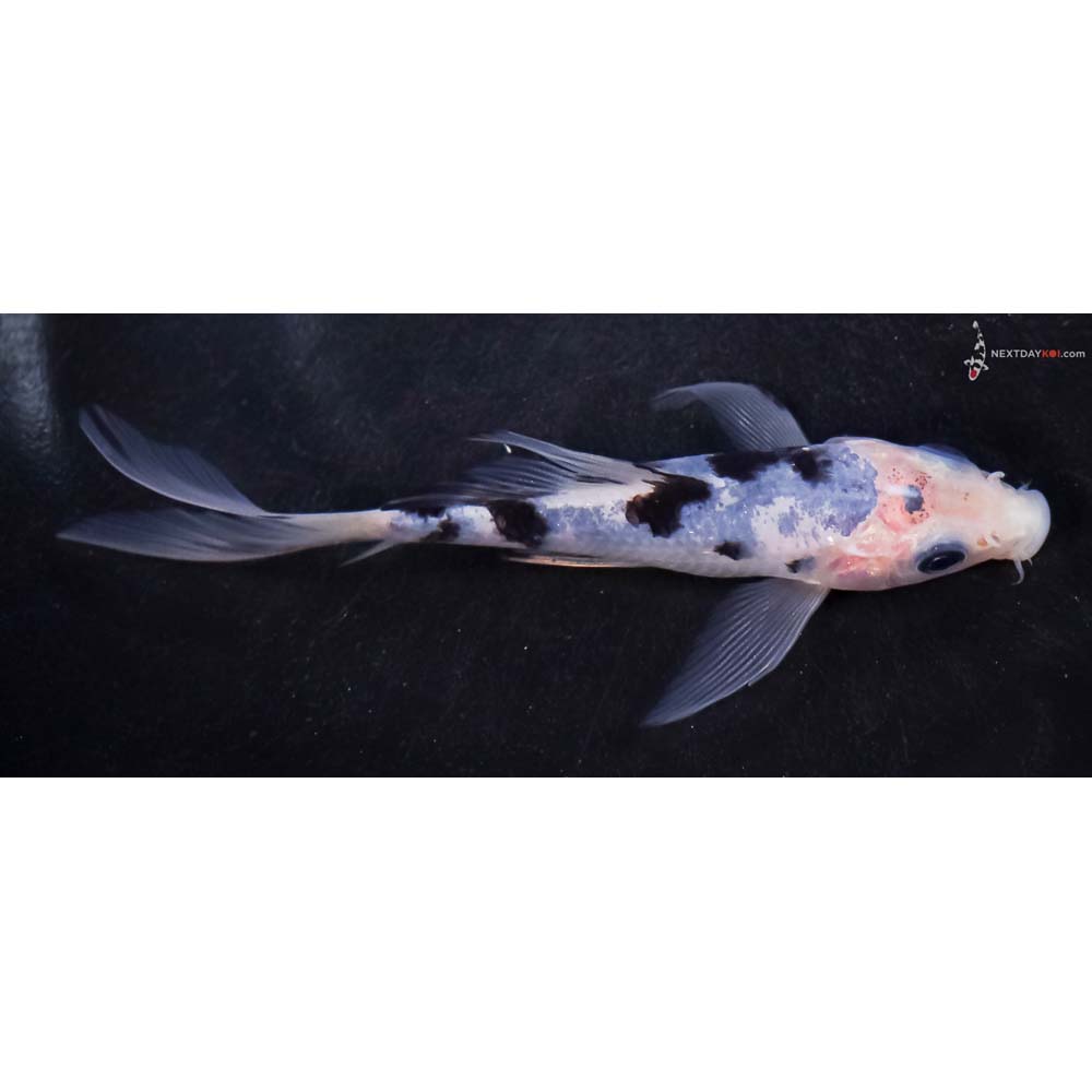 4.5” Imported Shiro Bekko Butterfly Koi