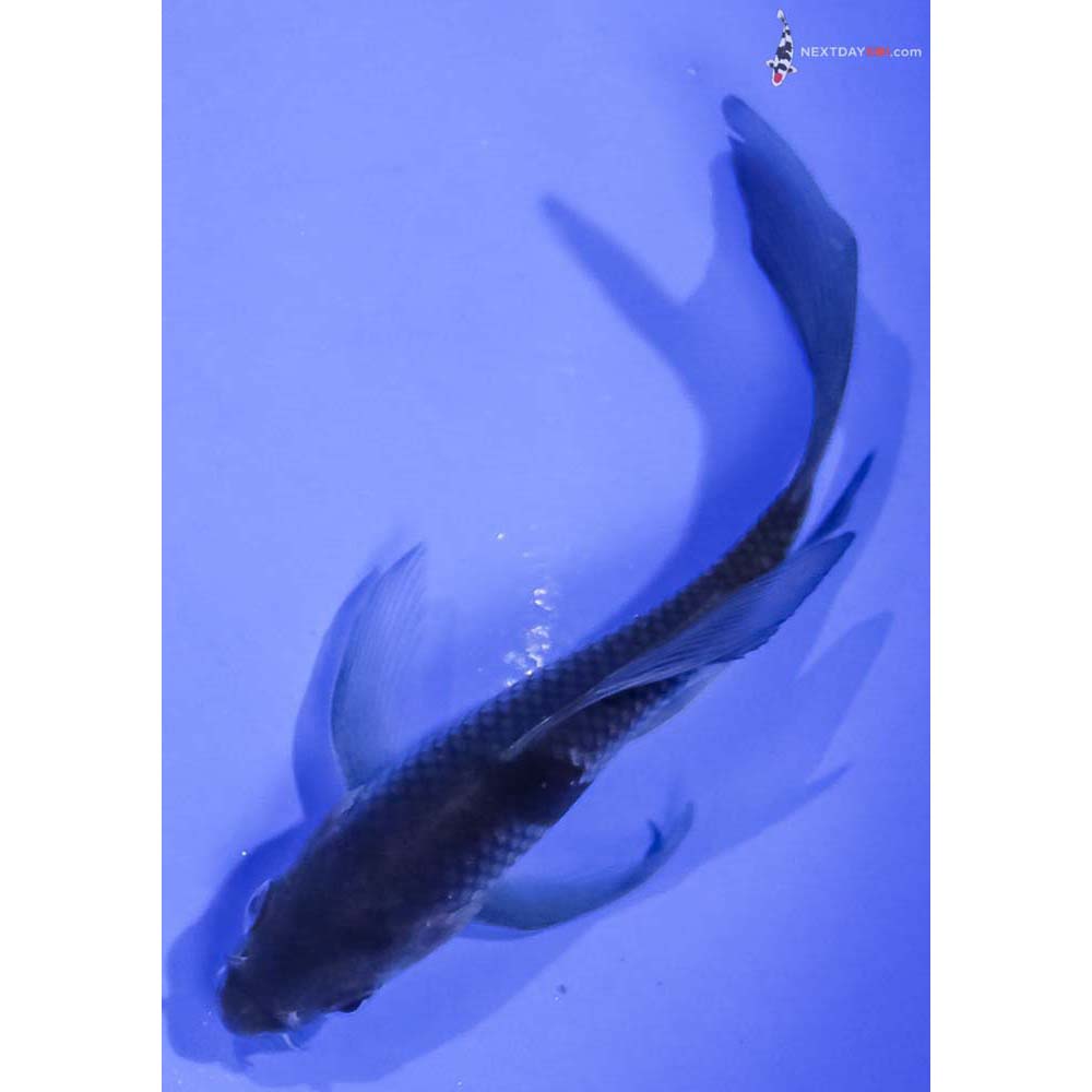 4.5” Imported Ochiba Shigure Butterfly Koi