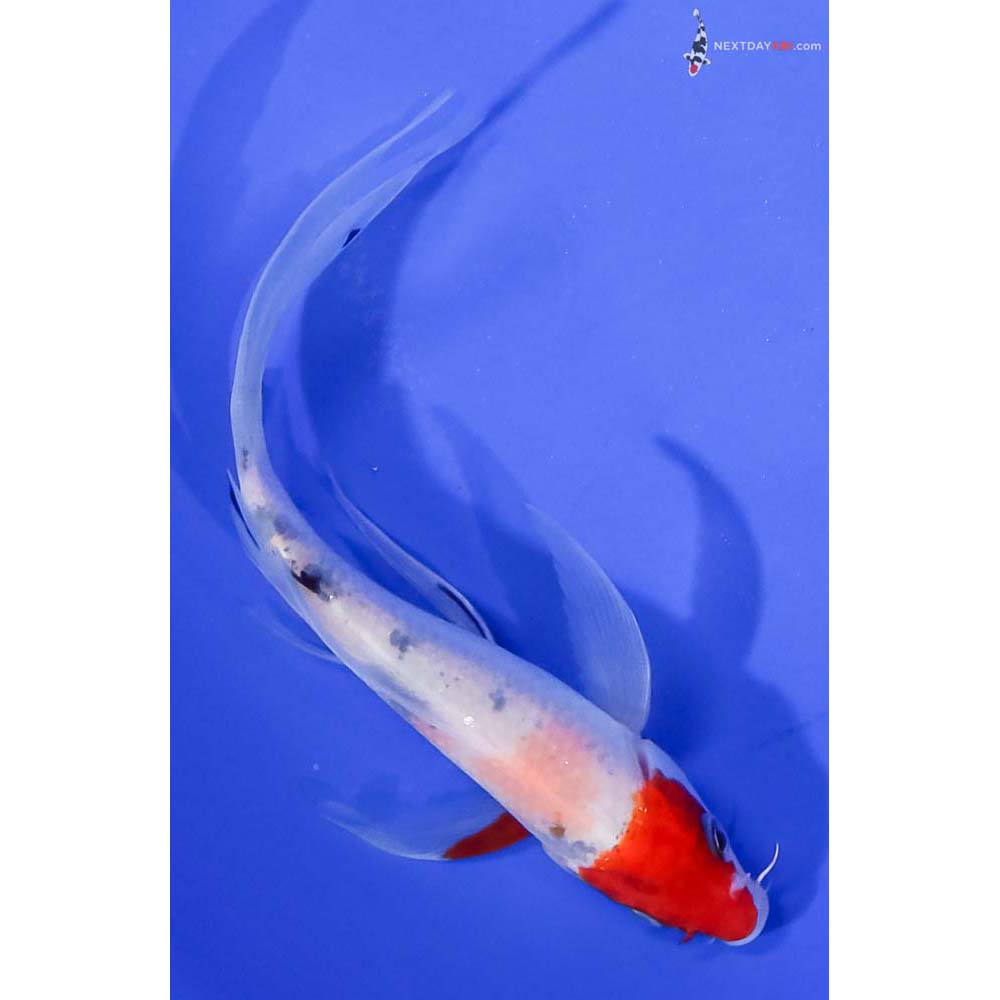 5” Imported Sanke Butterfly Koi