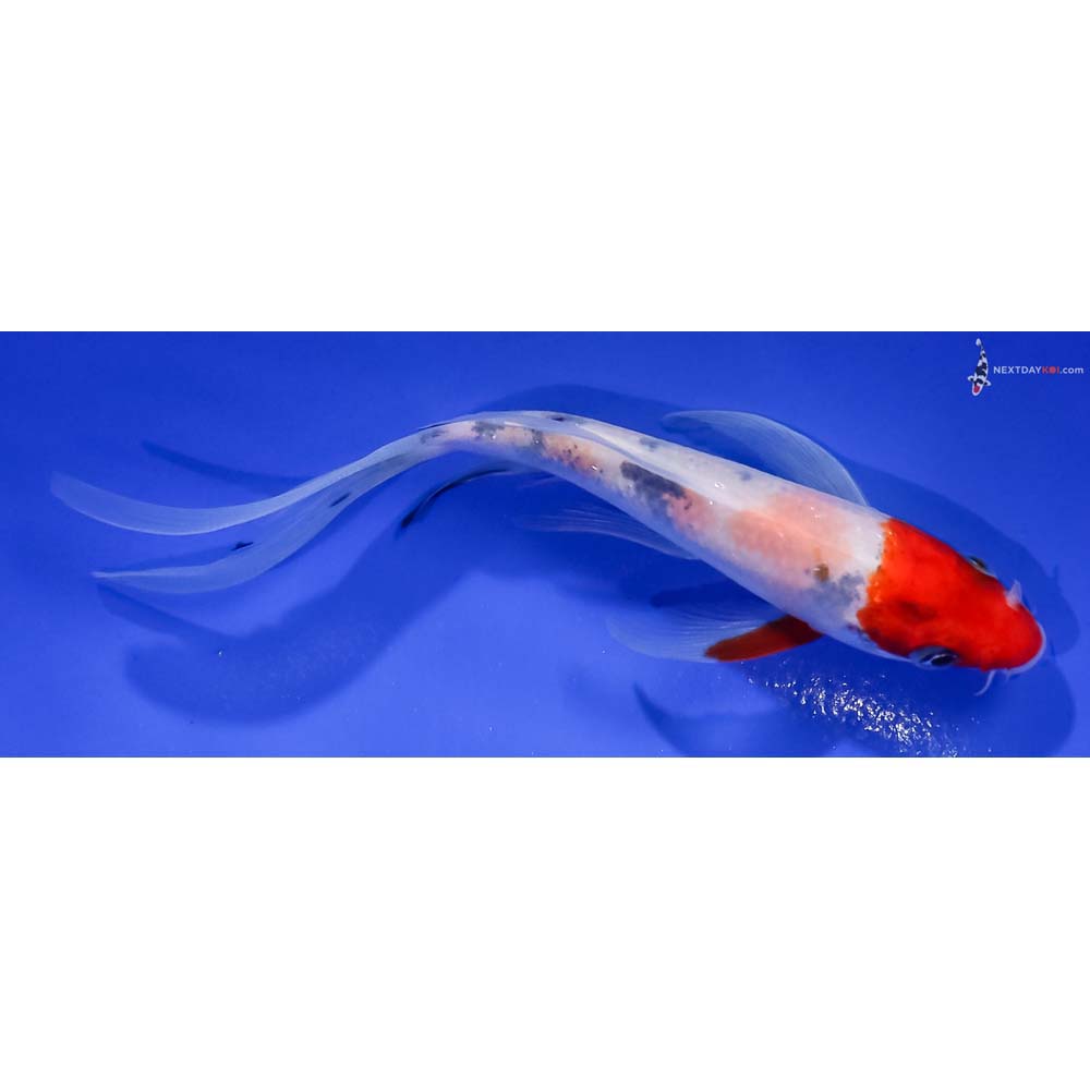 5” Imported Sanke Butterfly Koi