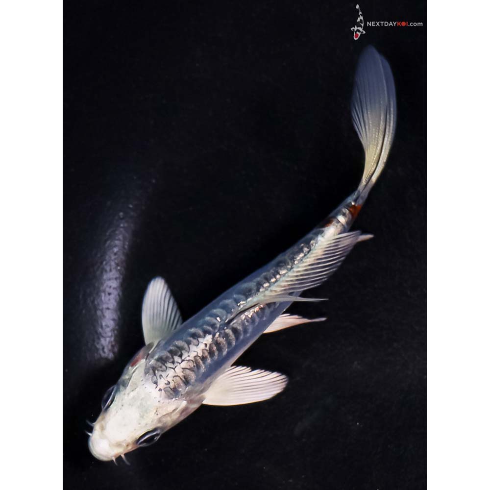 4” Imported Doitsu Blue Kujaku Butterfly Koi