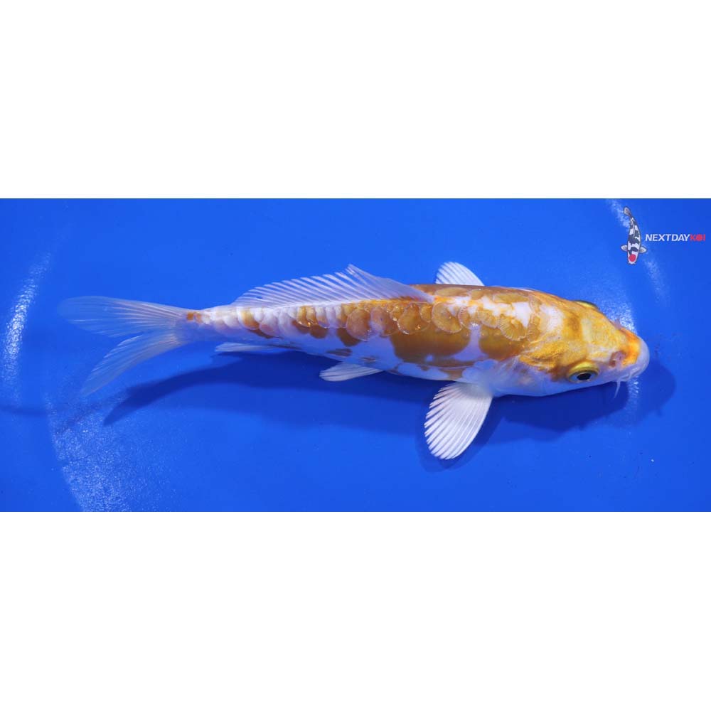 5.5” Imported Doitsu Lemon Hariwake