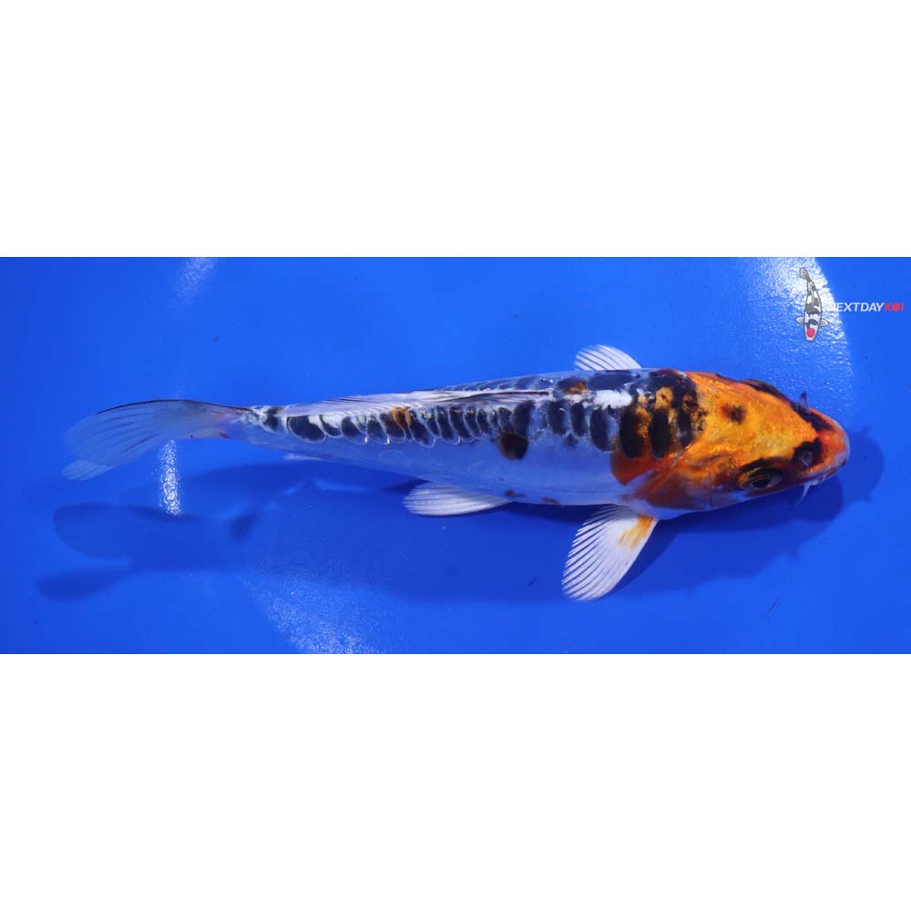 6.5” Imported Doitsu Kujaku