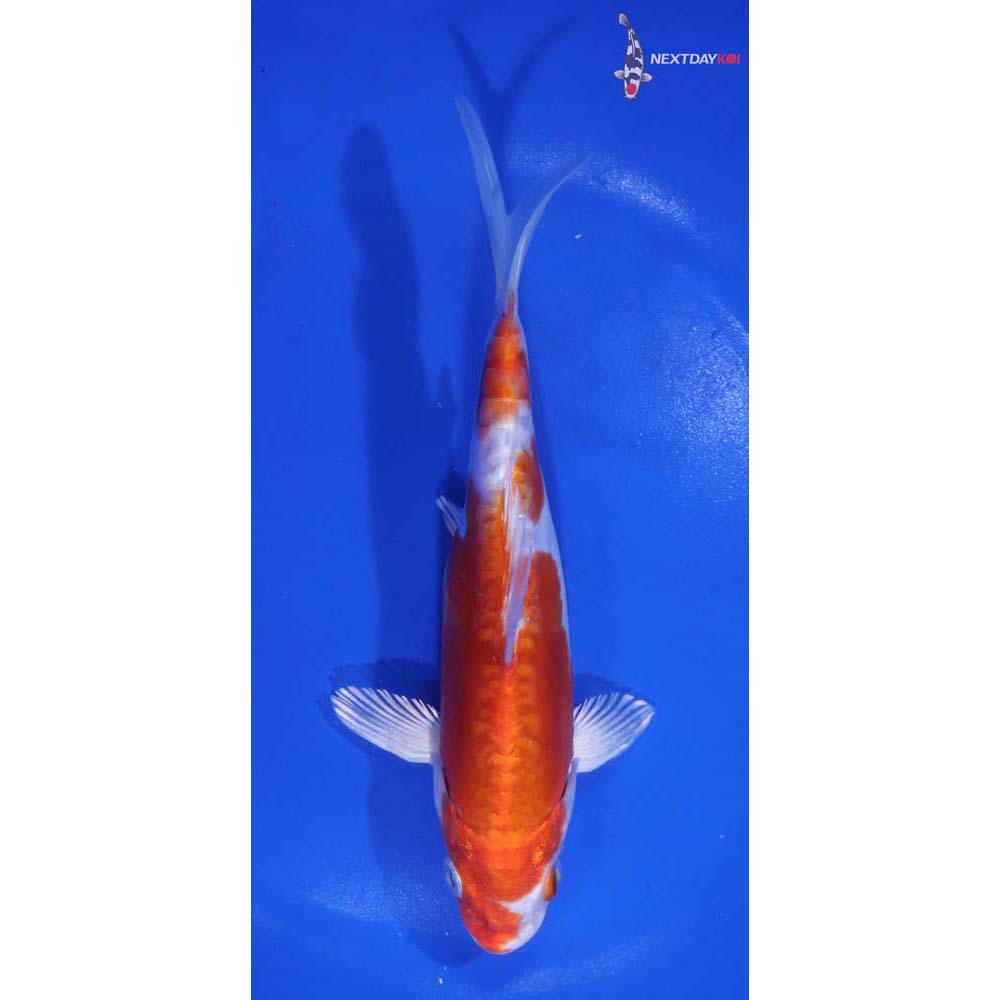 6.5” Imported Kikusui