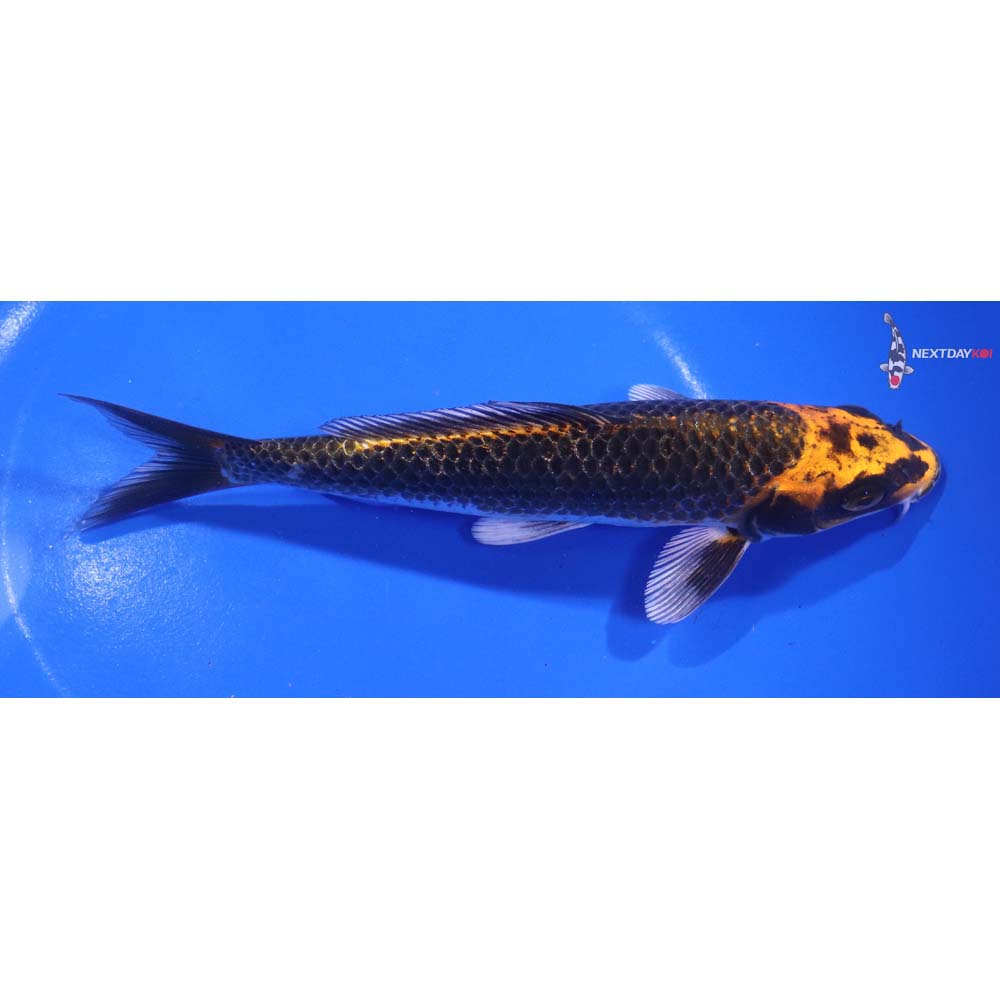 7” Imported Kujaku