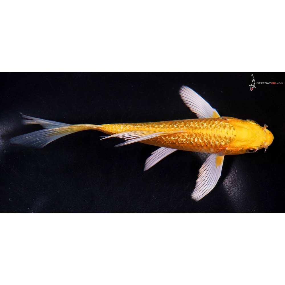 6” Imported Gin Rin Yamabuki Ogon Butterfly Koi