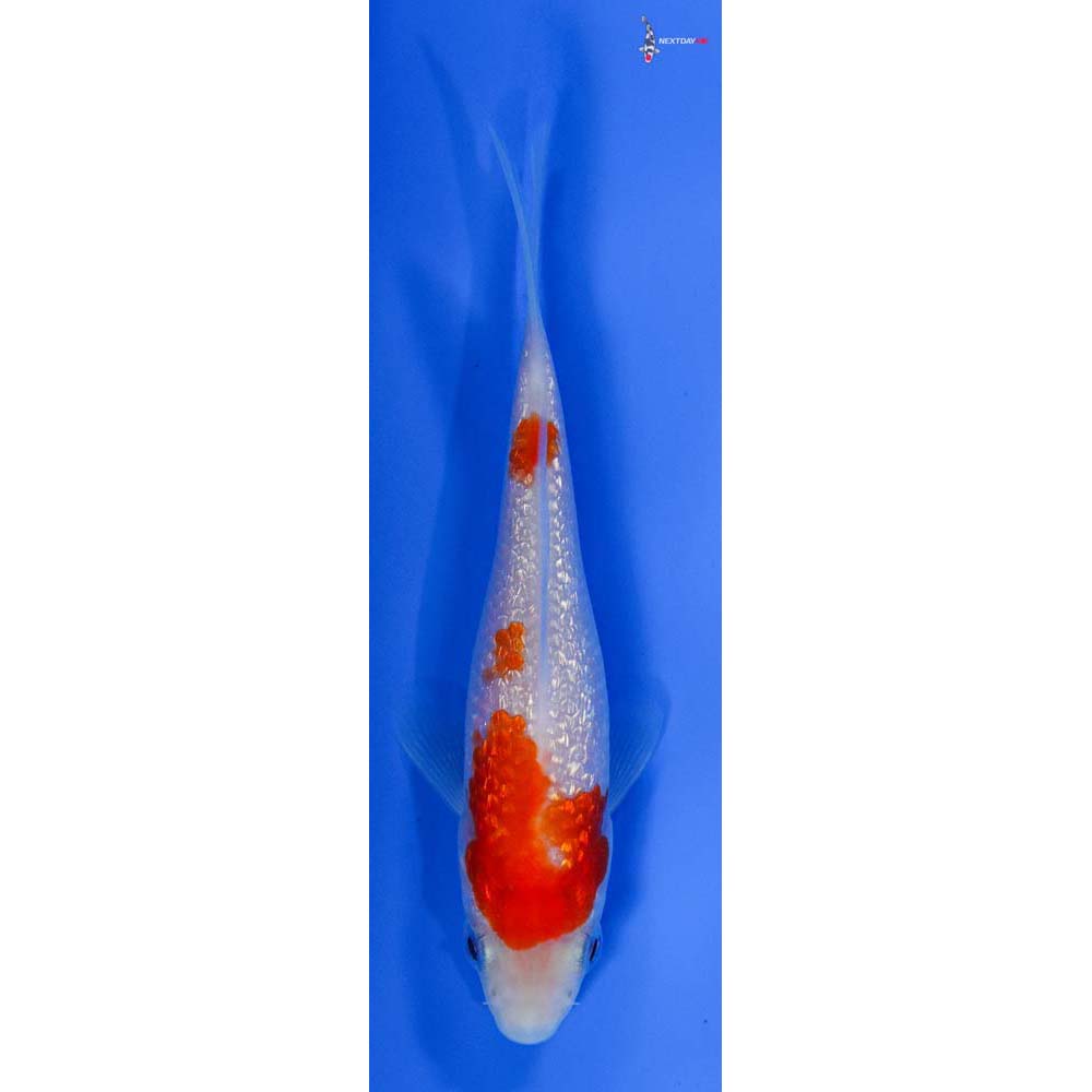 4.5” Imported Gin Rin Kohaku