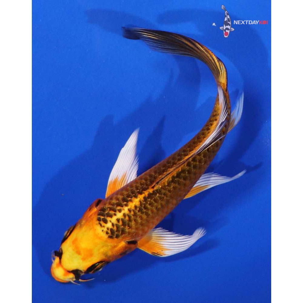 5.5” Imported Orenji Matsuba Butterfly Koi