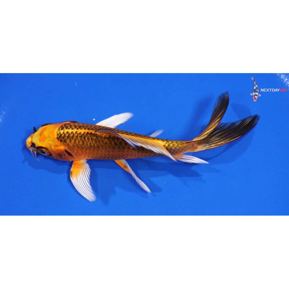 5.5” Imported Orenji Matsuba Butterfly Koi