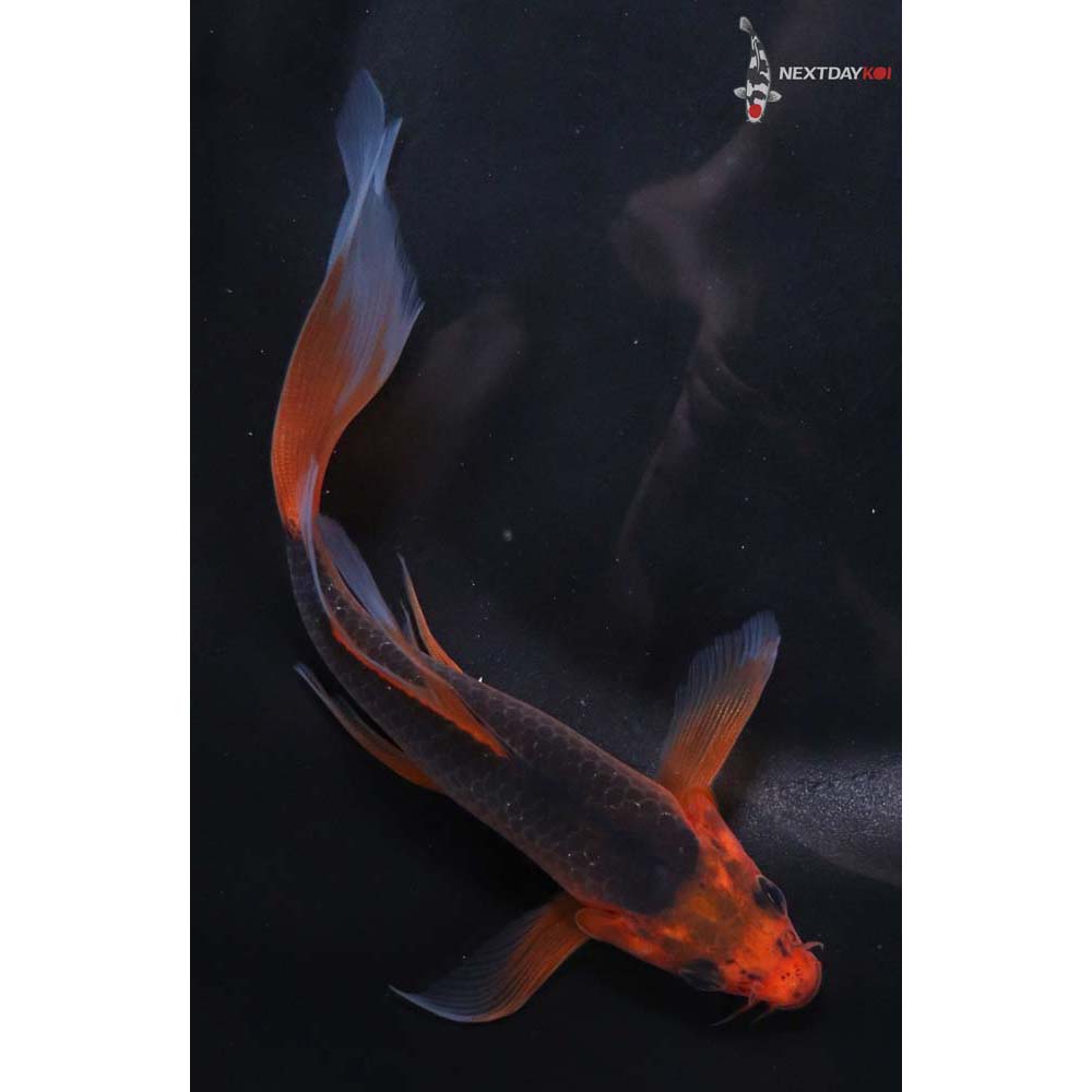6” Imported Asagi Butterfly Koi