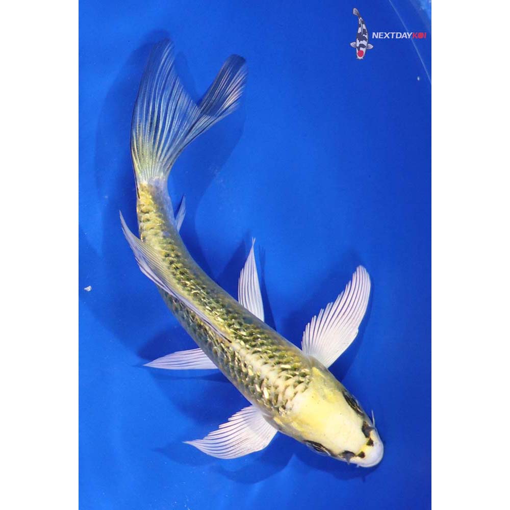 5.5” Imported Gin Rin Ki Matsuba Butterfly Koi