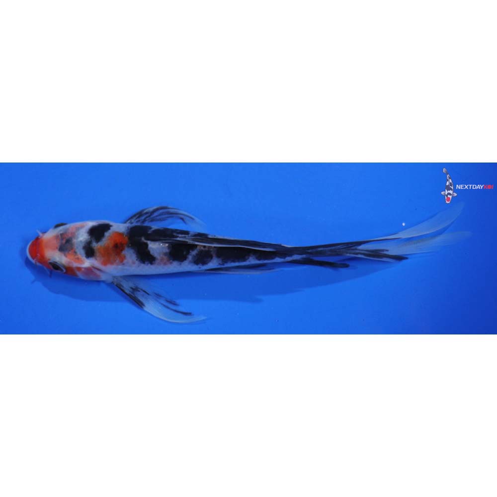 6” Imported Sanke Butterfly Koi