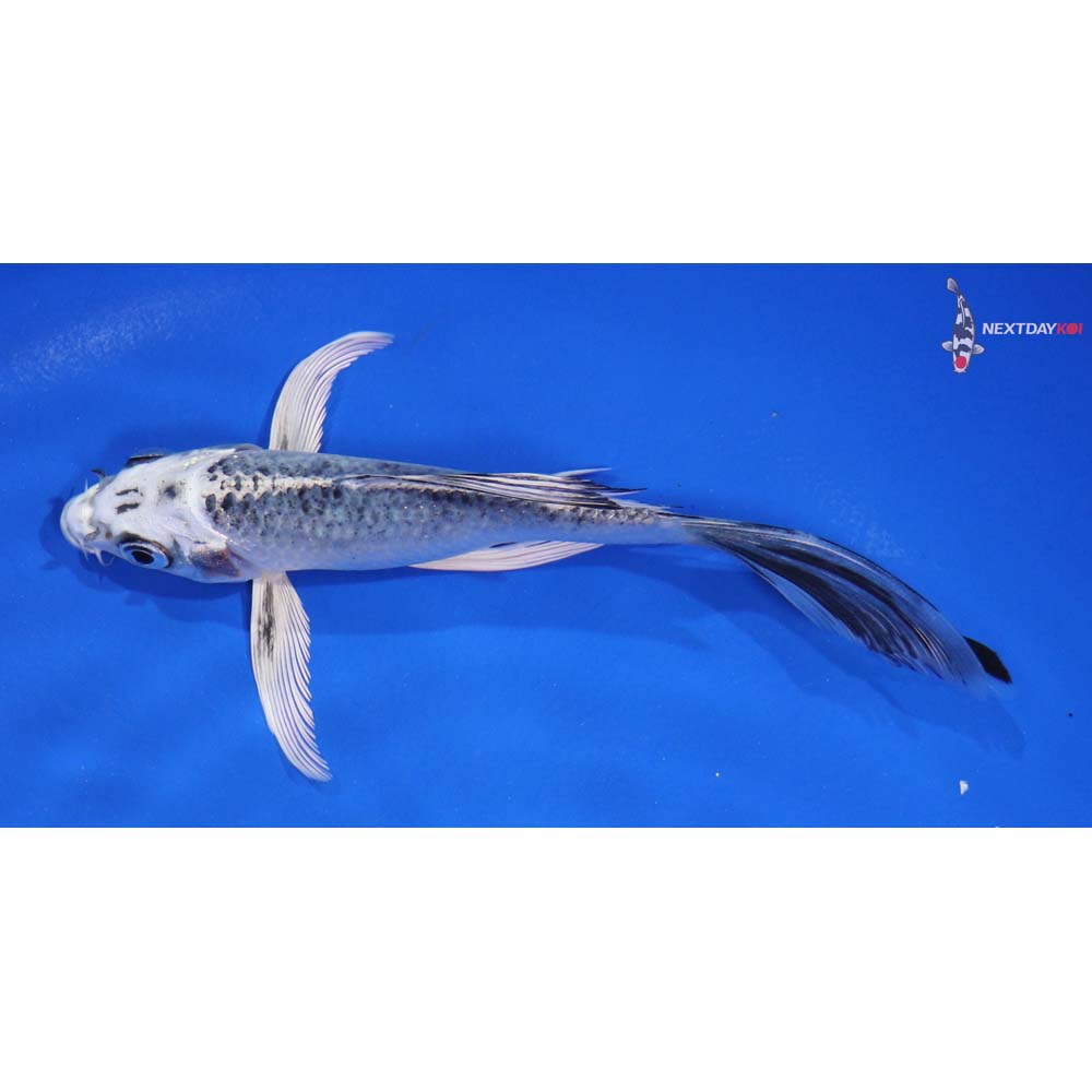 6” Imported Gin Matsuba Butterfly Koi