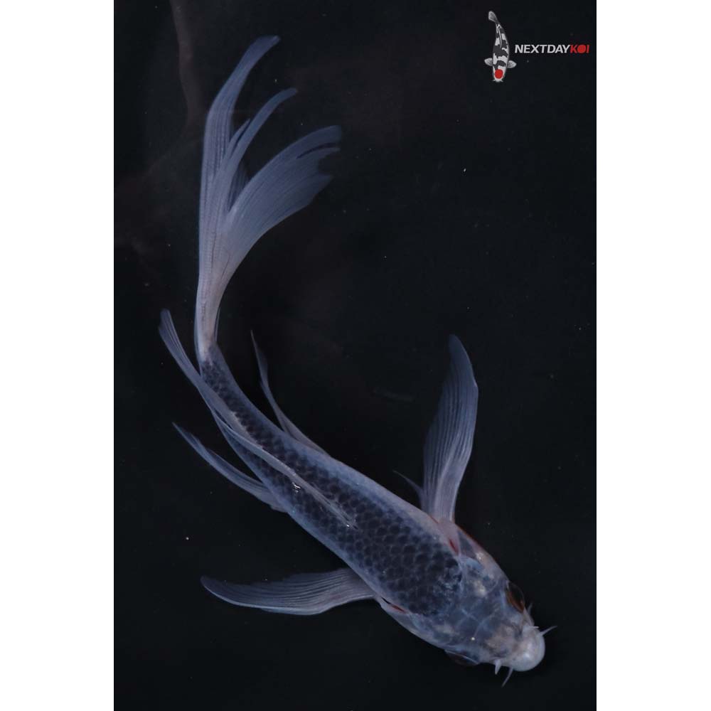 6” Imported Asagi Butterfly Koi