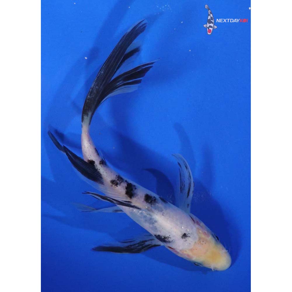6” Imported Shiro Bekko Butterfly Koi