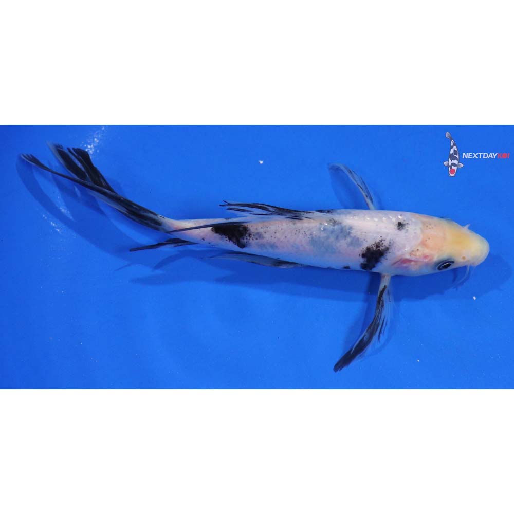 6” Imported Shiro Bekko Butterfly Koi