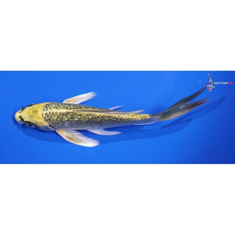 6” Imported Gin Rin Ki Matsuba Butterfly Koi