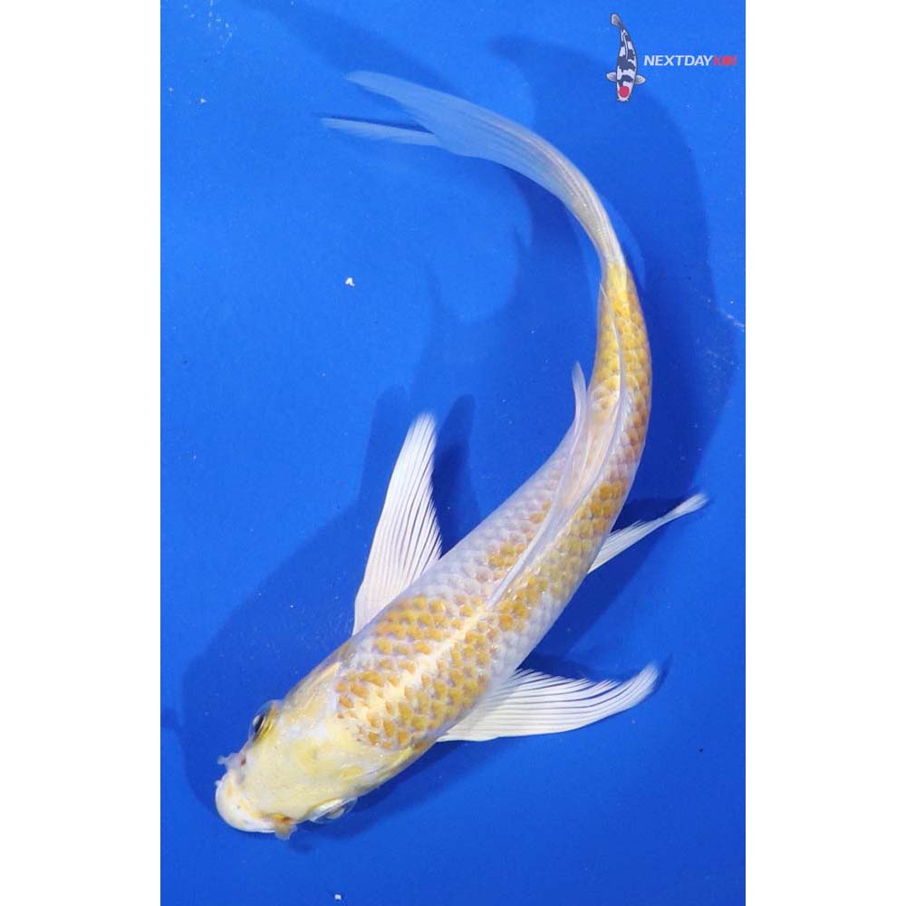 6” Imported Lemon Hariwake Butterfly Koi