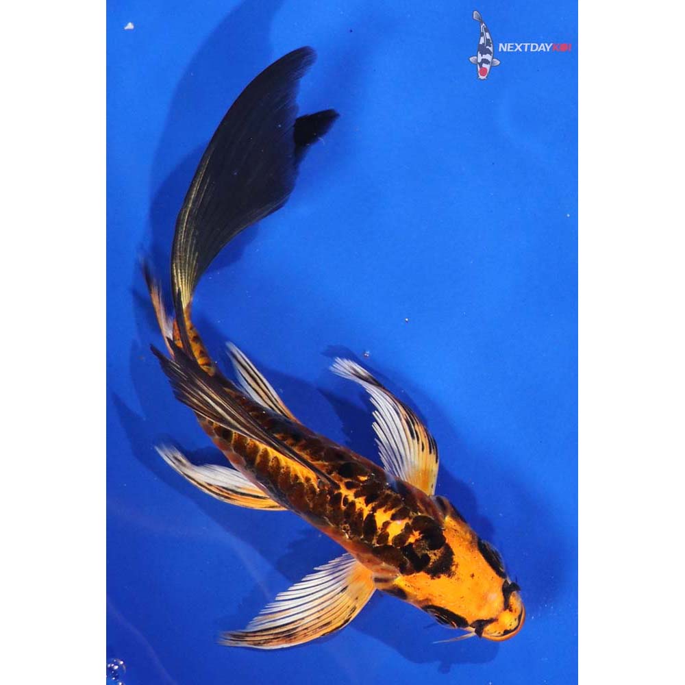 6” Imported Doitsu Orenji Matsuba Butterfly Koi