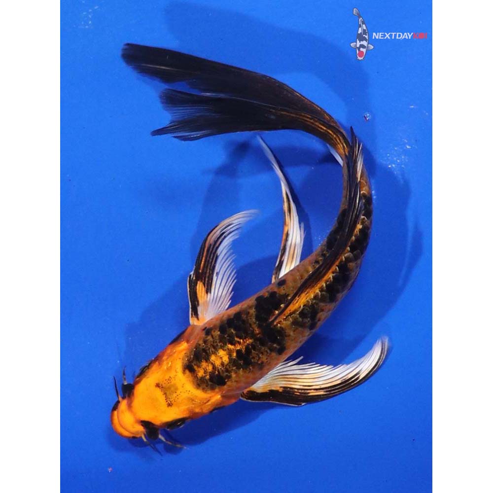 6.5” Imported Aka Bekko Butterfly Koi