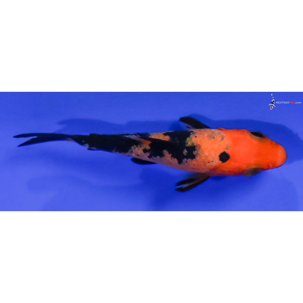 2.5” Imported Aka Bekko