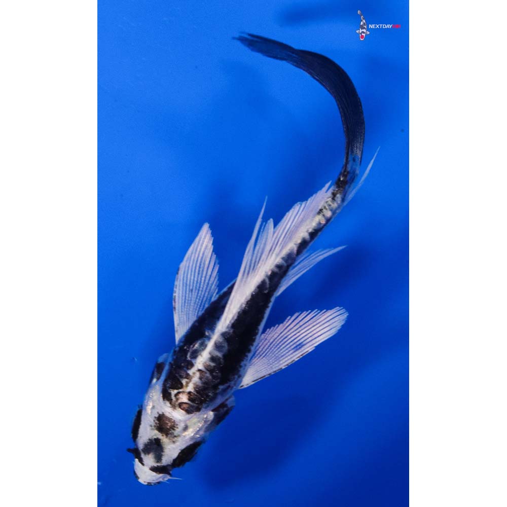 3.5” Imported Kikokuryu Butterfly Koi