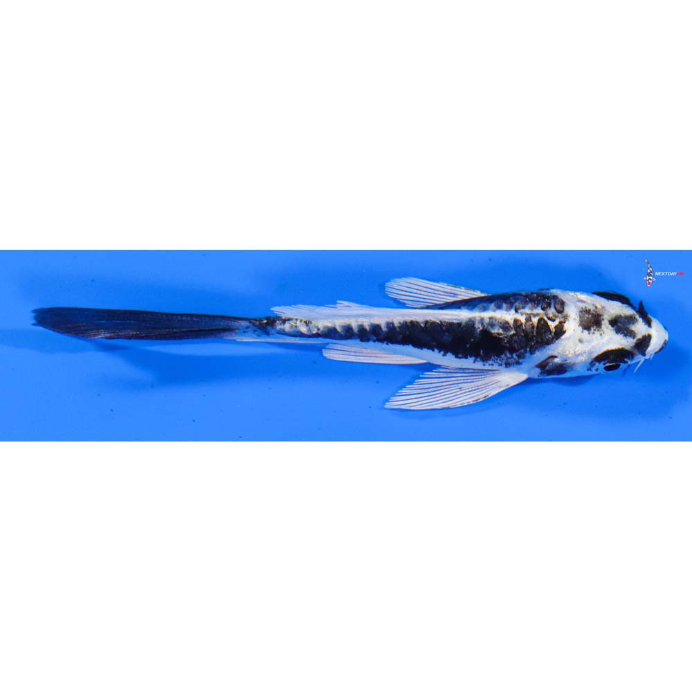 3.5” Imported Kikokuryu Butterfly Koi
