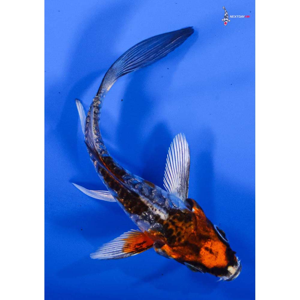 3.5” Imported Armor Scaled Gin Rin Kujaku Butterfly Koi