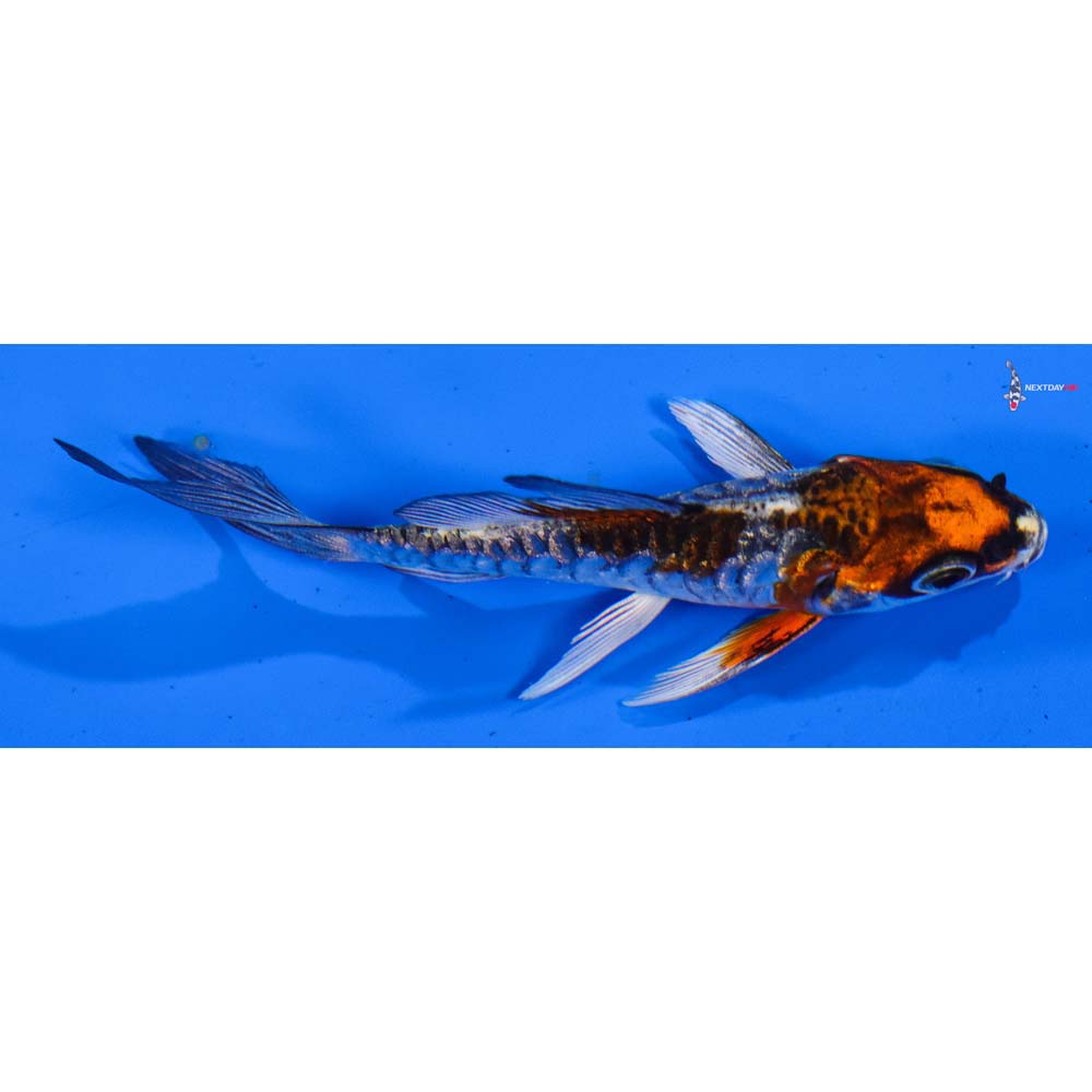 3.5” Imported Armor Scaled Gin Rin Kujaku Butterfly Koi