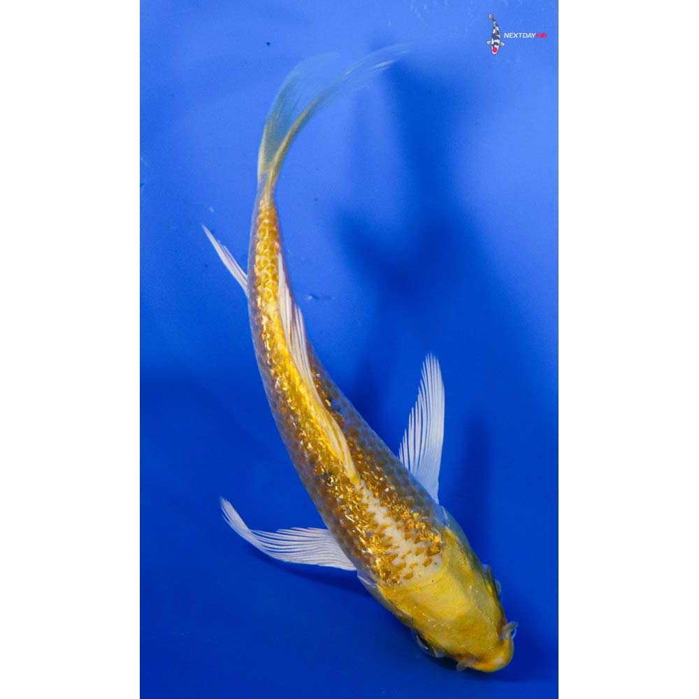 3.5” Imported Gin Rin Yamabuki Ogon Butterfly Koi