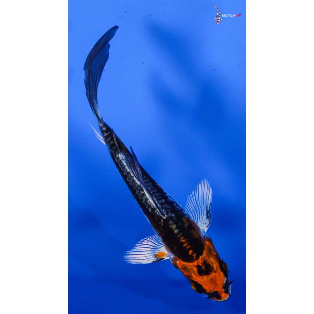 3.5” Imported Kin Kikokuryu Butterfly Koi