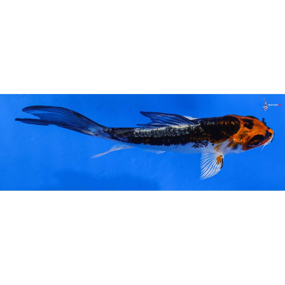 3.5” Imported Kin Kikokuryu Butterfly Koi