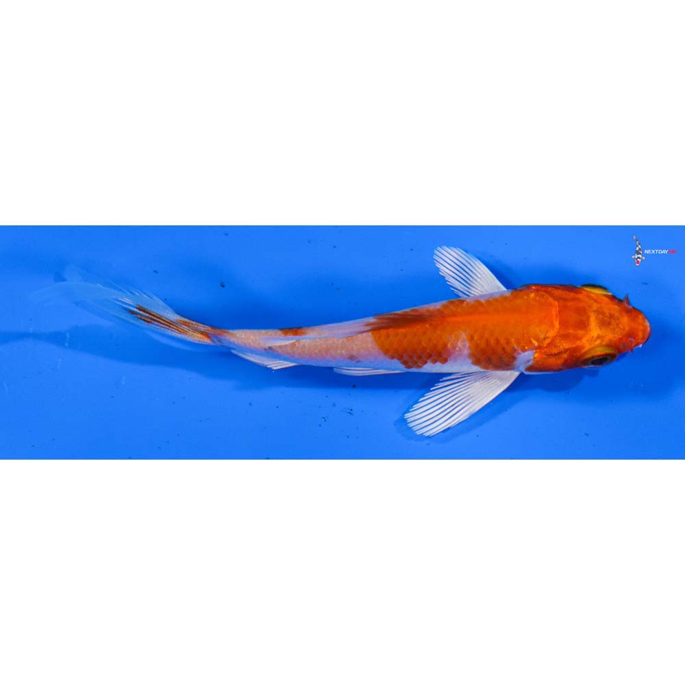 3.5” Imported Hariwake Butterfly Koi