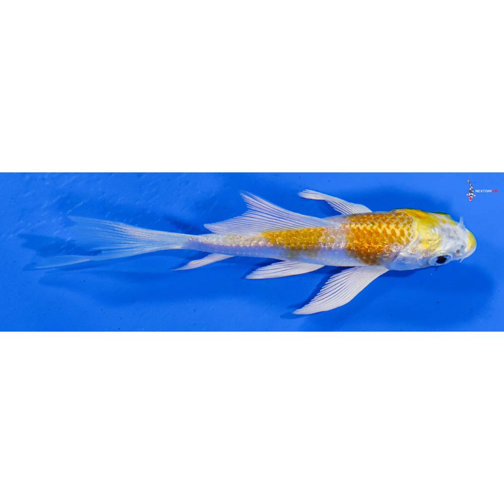 3.5” Imported Lemon Hariwake Butterfly Koi