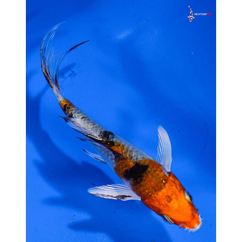 3.5” Imported Yamato Nishiki Butterfly Koi