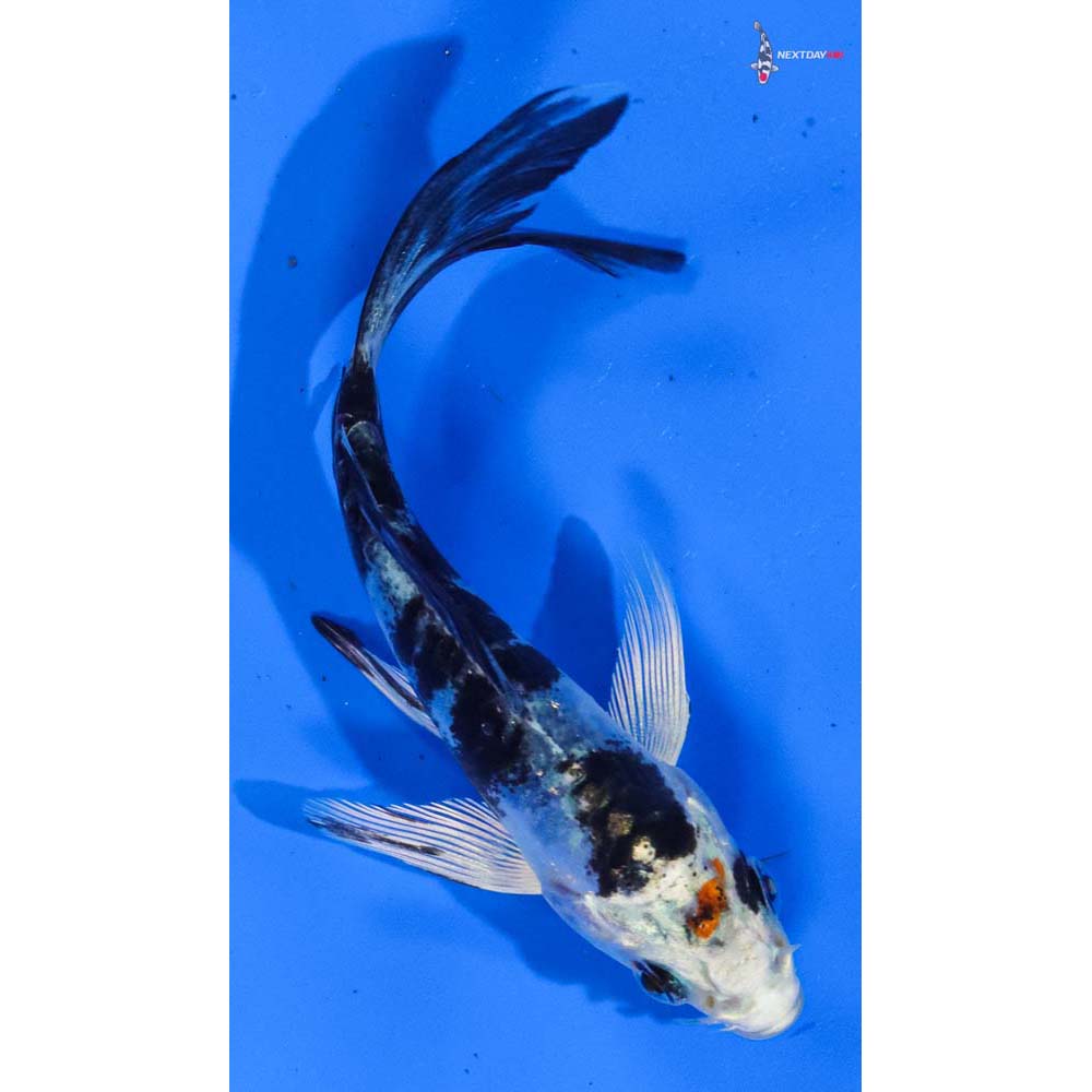 3.5” Imported Heisei Nishiki Butterfly Koi