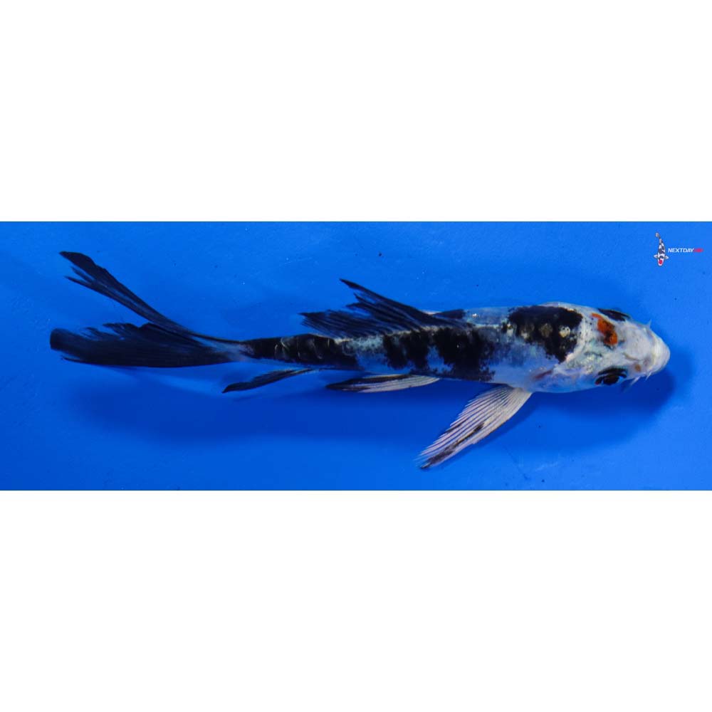 3.5” Imported Heisei Nishiki Butterfly Koi