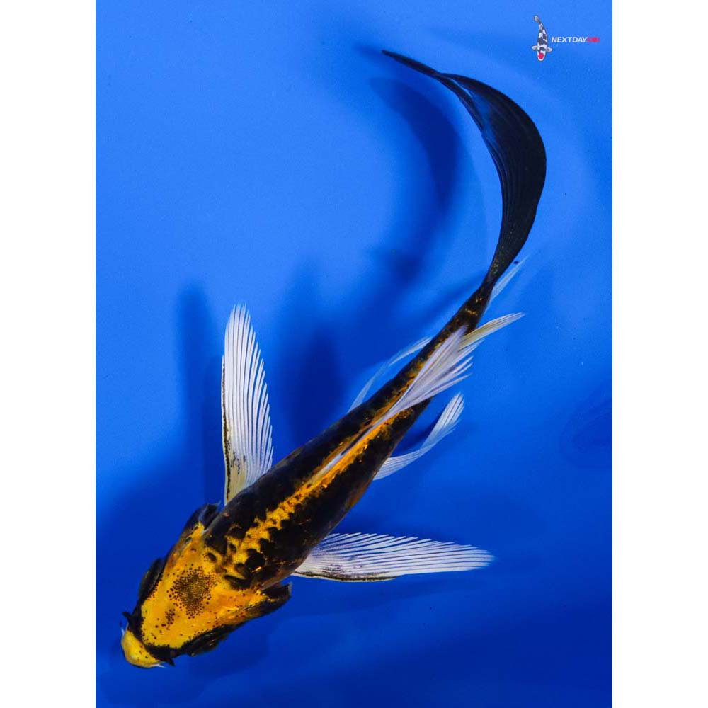 3.5” Imported Kin Kikokuryu Butterfly Koi