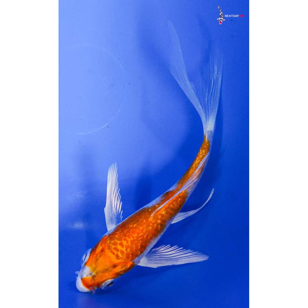 3.5” Imported Gin Rin Hariwake Butterfly Koi