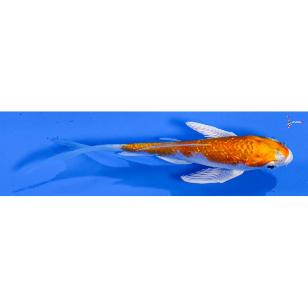 3.5” Imported Gin Rin Hariwake Butterfly Koi