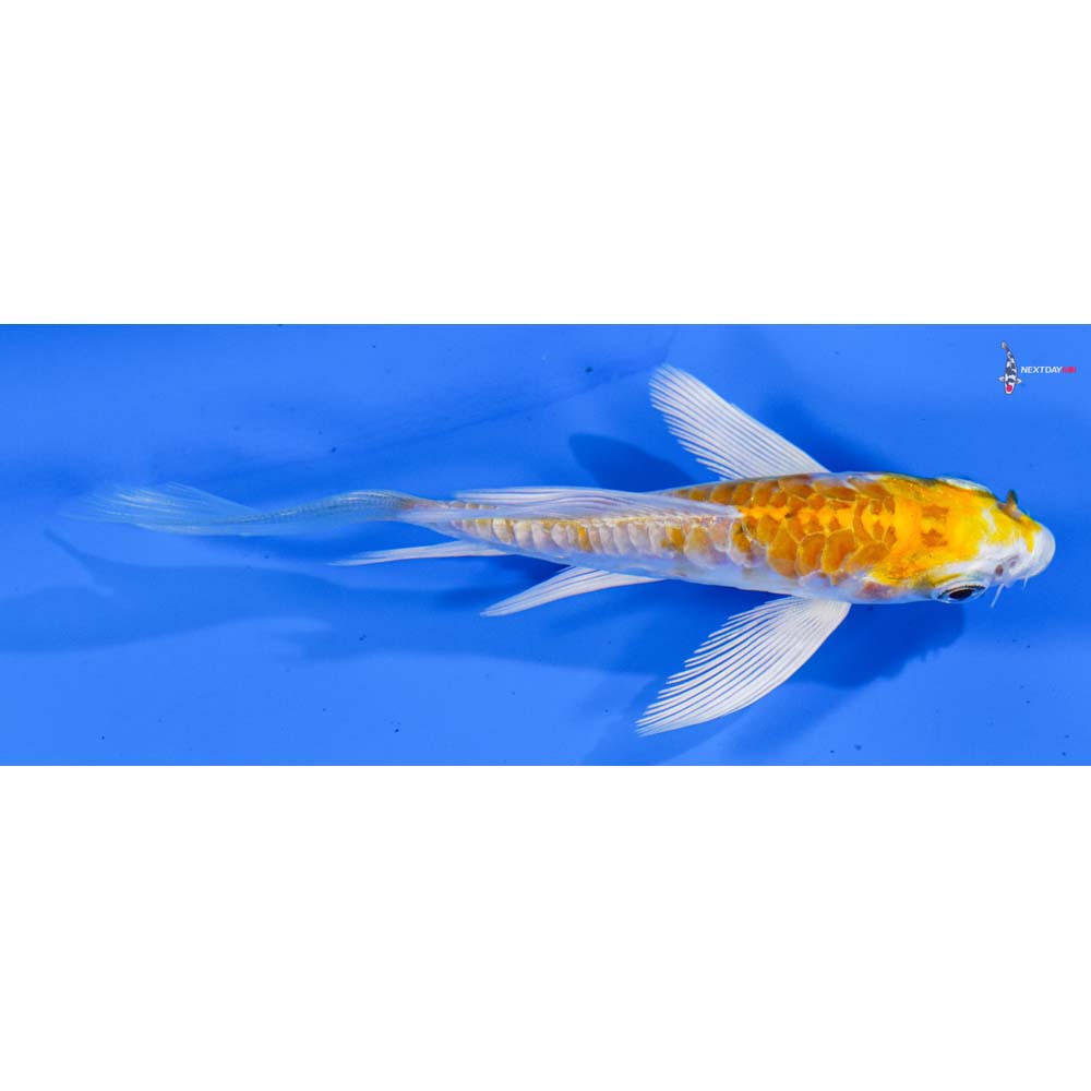 4” Imported Armor Scaled Lemon Hariwake Butterfly Koi