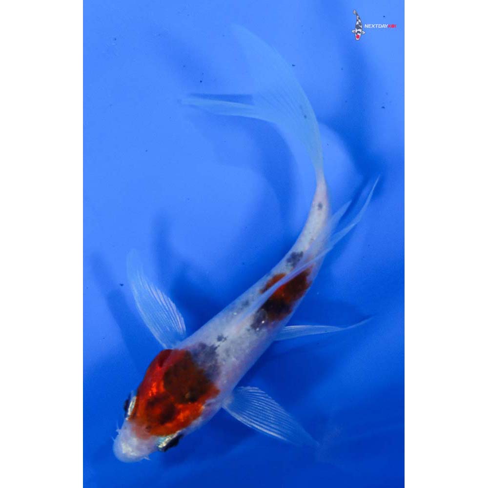 4” Imported Sanke Butterfly Koi